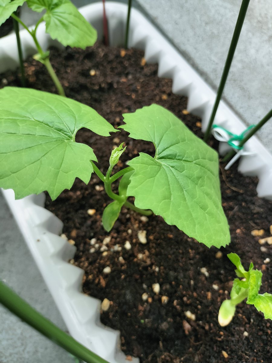 ruby_mono7's tweet photo. #Ueki_plants
今月2回目！🎉ゴーヤの種を育てていますが、成長が早くて驚きです。

(1枚目)種を水につけて1週間
パックンみたいになりました。
(2枚目)プランター2日目
子葉からもう葉っぱが！
(3枚目)プランター5日目
直径5cmの葉に成長
(4枚目)プランター7日目
草丈15cm！早くもツルが出ました👀 https://t.co/FaskuySoVo