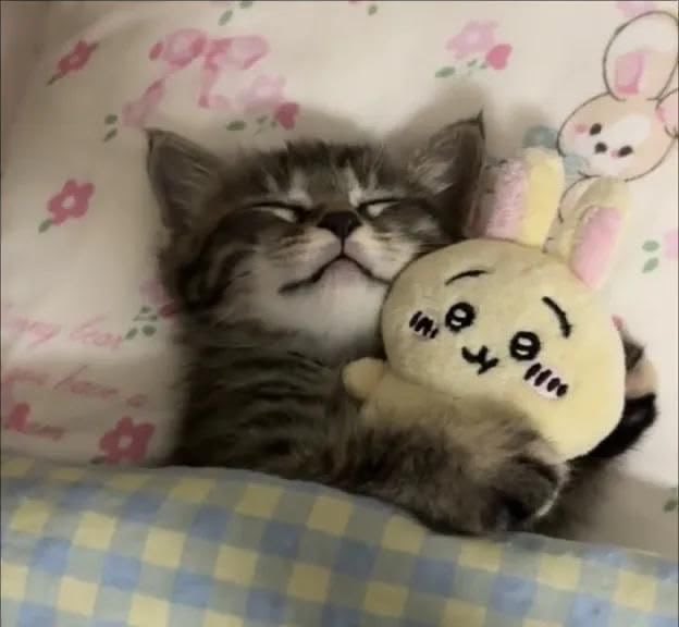 donniecyn's tweet photo. night night oomfs https://t.co/K4IBfXfcZk