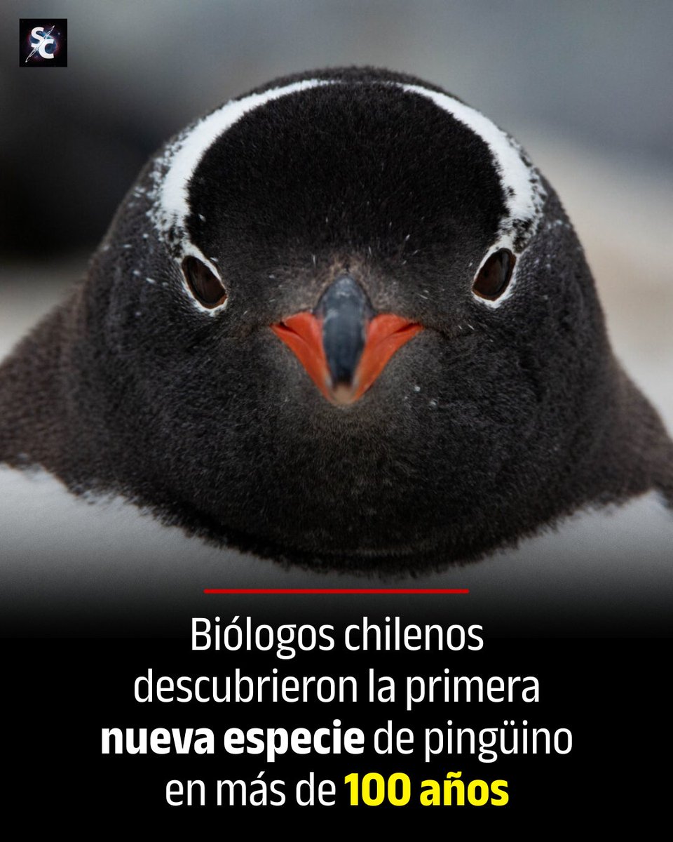 InformaCosmos's tweet photo. Un equipo internacional liderado por científicos chilenos, junto con investigadores de la Universidad de California, Berkeley, describió en abril de 2026 una nueva especie de pingüino: Pygoscelis kerguelensis, que habita las remotas islas Kerguelen, en el océano Índico.

El hallazgo no corresponde a una colonia desconocida, sino a una reclasificación del pingüino papúa. Tras analizar el genoma de 64 aves de diez colonias, los investigadores determinaron que lo que se consideraba una sola especie comprende en realidad cuatro especies distintas.

Pygoscelis kerguelensis es casi indistinguible a simple vista de otros papúas, pero presenta diferencias genéticas, de tamaño y vocalización. El estudio fue publicado en Communications Biology y presentado como la primera nueva especie de pingüino descrita en más de 100 años.