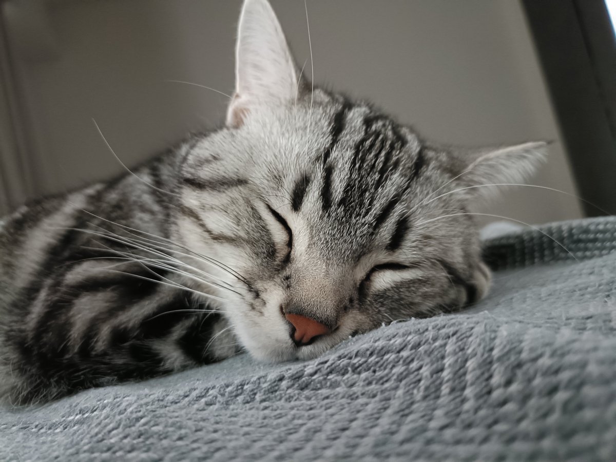 pino_notes's tweet photo. お昼寝から目覚めると視界は猫で埋まっていました☺️
#猫のいる暮らし
#猫好きさんと繋がりたい https://t.co/hAolmzt7VZ