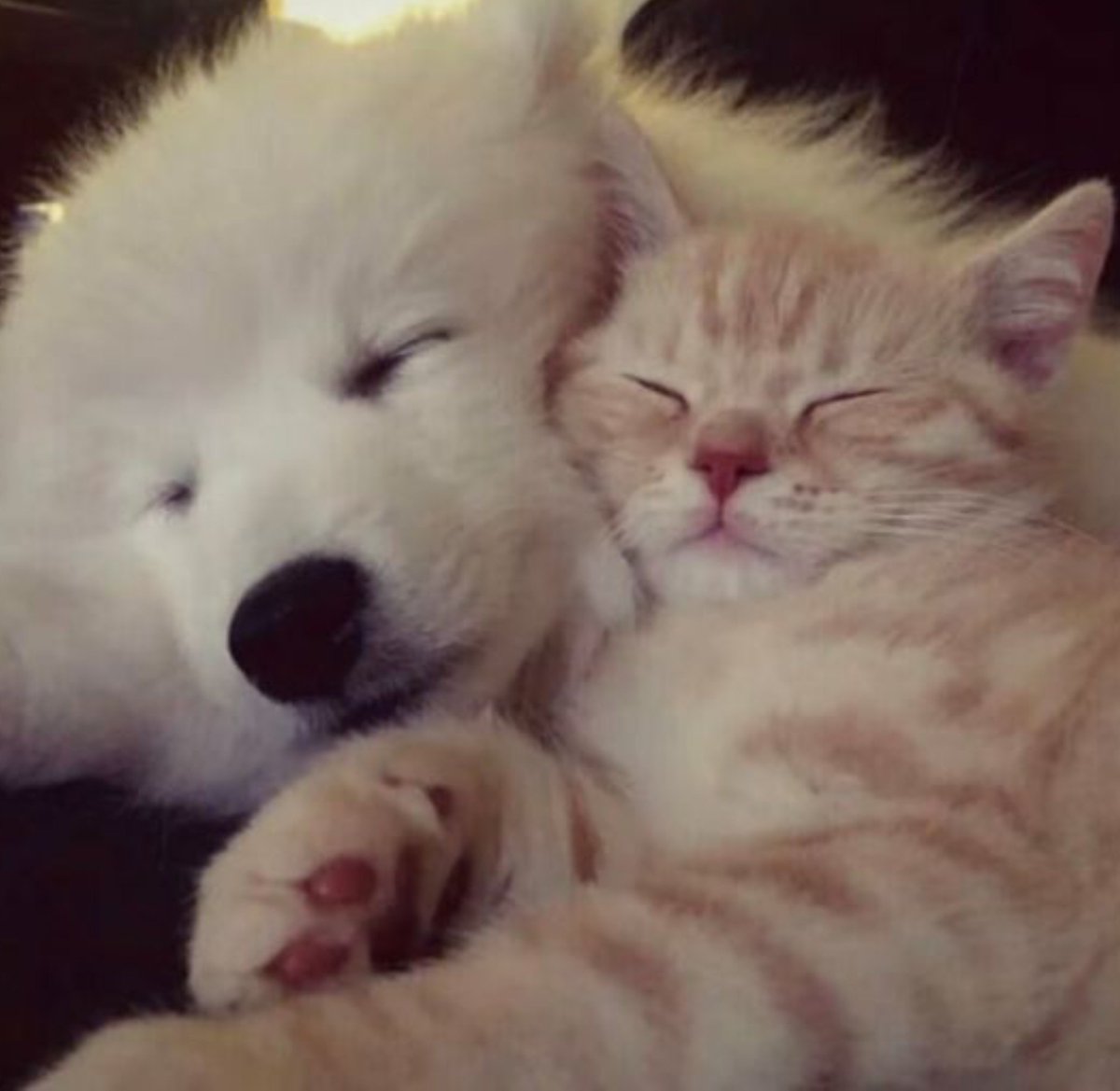 withcortis4life's tweet photo. puppy &amp; kitty duo the cutest https://t.co/vAjpJ2havl