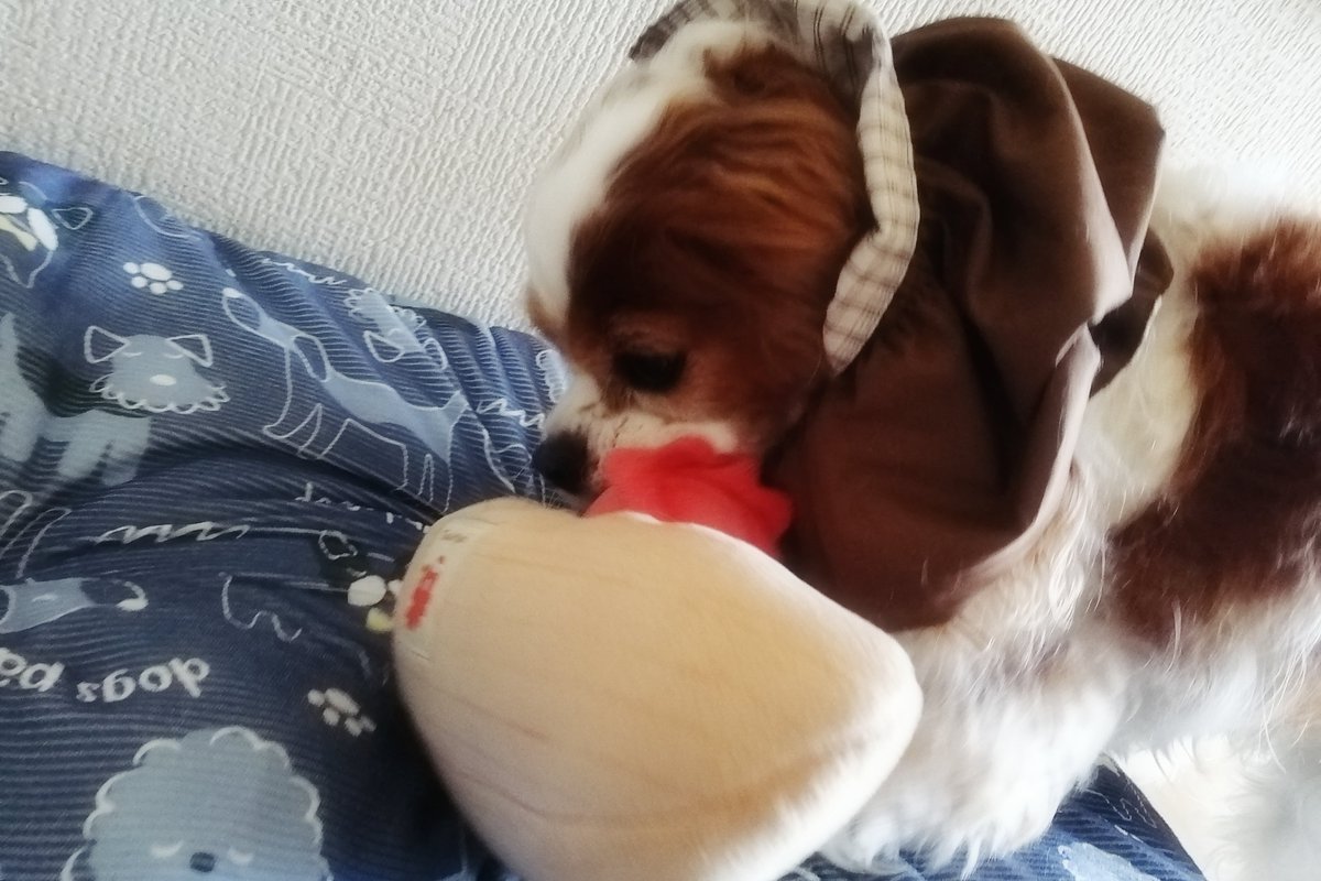 latte_time's tweet photo. 生後9年1ヶ月13日 🐙🐶
#dog #cavalier #キャバリア https://t.co/GNqEAXOu3O