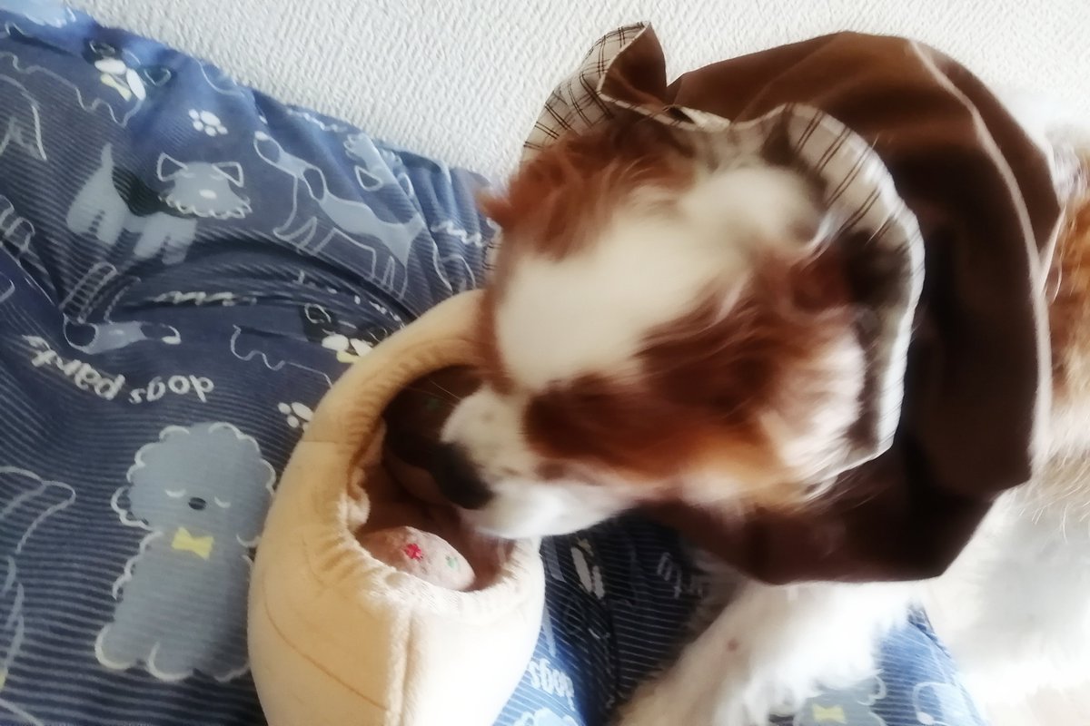 latte_time's tweet photo. 生後9年1ヶ月13日 🐙🐶
#dog #cavalier #キャバリア https://t.co/GNqEAXOu3O
