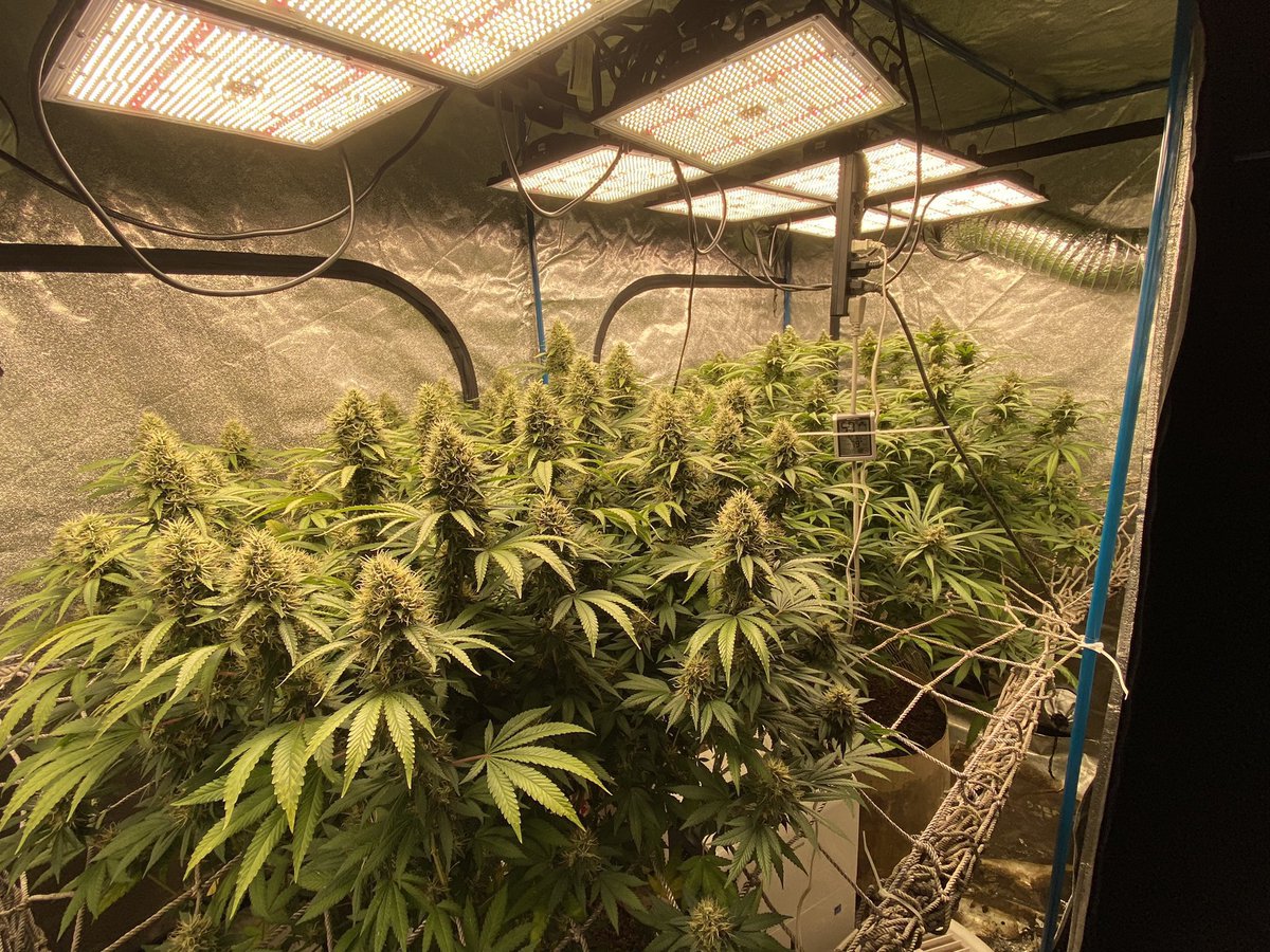 TackettGenes's tweet photo. @LivingSoilGeek 2018/2019 while I had my variation in rotation. That’s her on the right side of the tent. https://t.co/J7PjB32rXN