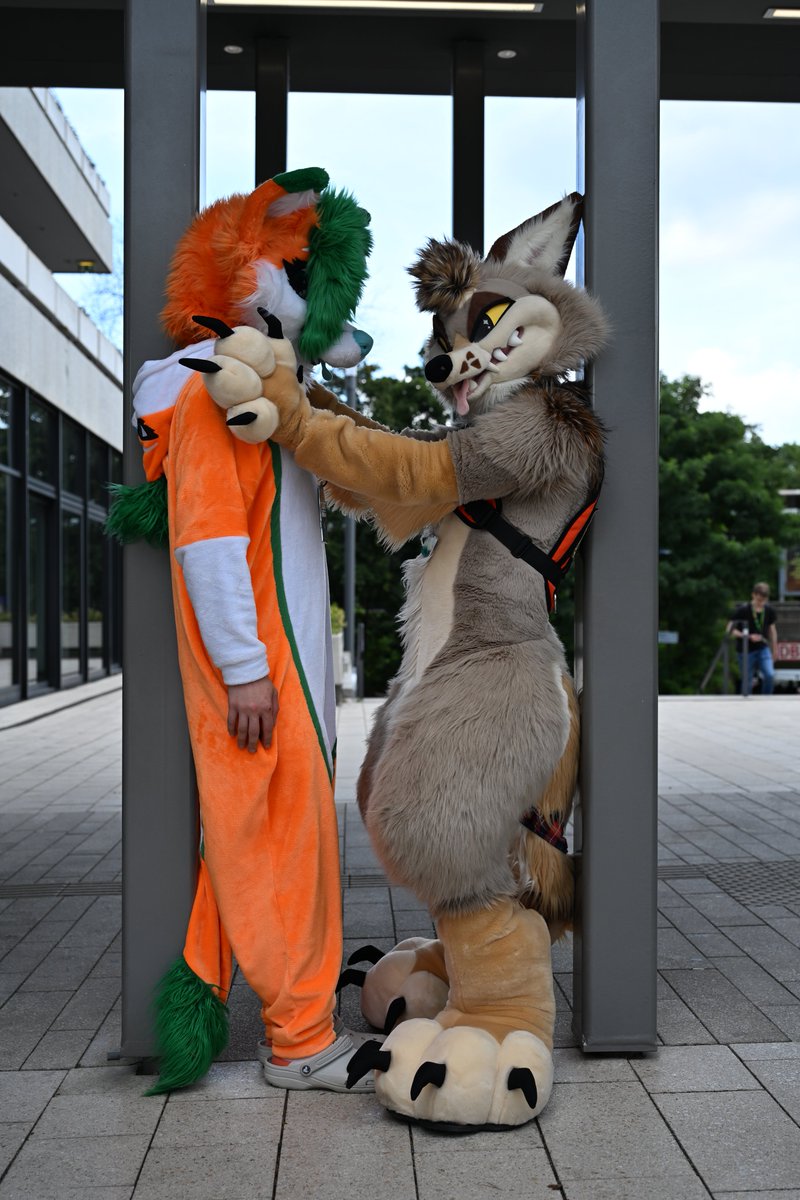 Taffuck's tweet photo. The @ctahrpoe attack on the fox in EF30! 🦊
Not even the pillars could save me...

#EF30 #Eurofurence #fursuit #furry #fox #cayote https://t.co/fsIQT7nrMh
