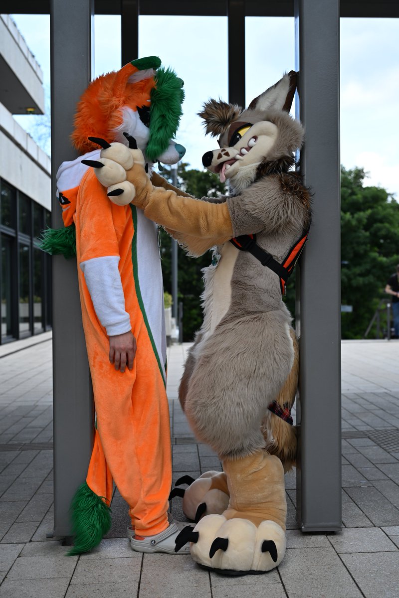 Taffuck's tweet photo. The @ctahrpoe attack on the fox in EF30! 🦊
Not even the pillars could save me...

#EF30 #Eurofurence #fursuit #furry #fox #cayote https://t.co/fsIQT7nrMh