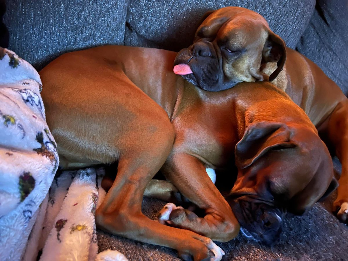 inntothenight's tweet photo. Won’t look Wednesday from Zeus and Luna the cuddle bugs
#boxerpuppy #boxerdogs #boxerlife
#boxerlovers #boxersrock #boxersoftwitter #boxerdogsoftwitter #dogsoftwitter #dogsofx https://t.co/QRXzcDMABU