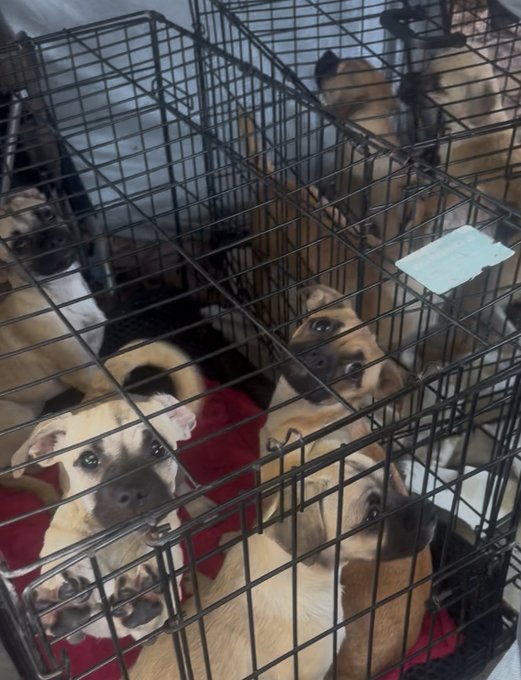 Several small dogs, including a pug, are crowded inside a wire cage with a red blanket.