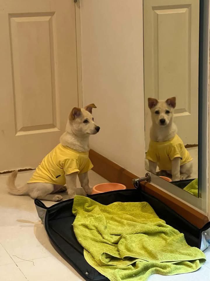 malimalineee's tweet photo. ขอความเมตตาให้น้องด้วยนะคะ 😭💔
​พบน้องลอยมากับน้ำค่ะ น่าจะอายุประมาณ 3 เดือน เพศเมีย ตอนนี้รับไว้ชั่วคราวก่อน แต่ทางเราไม่สะดวกเลี้ยงจริงๆ ค่ะ เพราะเราดูแลน้องหมาจำนวนหลายตัว อยากหาบ้านที่พร้อมและอบอุ่นให้น้องจริงๆ ไม่อยากปล่อยให้กลายเป็นหมาเร่ร่อนเลยค่ะ 🥺  
​น้องนิสัยดี น่ารัก ขี้อ้อนมากๆ ค่ะ
พิกัด วงเวียนพระราม5 กทม.
​พี่ๆ ท่านใดสนใจอยากรับอุปการะ หรือสอบถามเพิ่มเติม 
ทักแชทส่งข้อมูลมาได้ที่
FB: Chanthirawadee Panpoca
หรือโทร คุณตุ๊ก 0818101406 ได้เลยนะคะ
​ฝากพี่ๆ ช่วยดันโพสต์หรือกดแชร์ให้หนูหน่อยนะคะ อยากมีบ้านแล้วค่ะ 🐶❤️