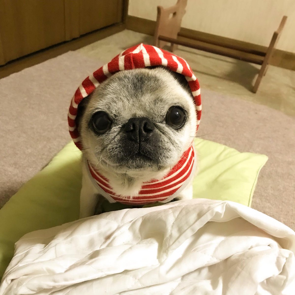 menglish222's tweet photo. こんにちは
しましまのいぬです https://t.co/4s9etKfhyq