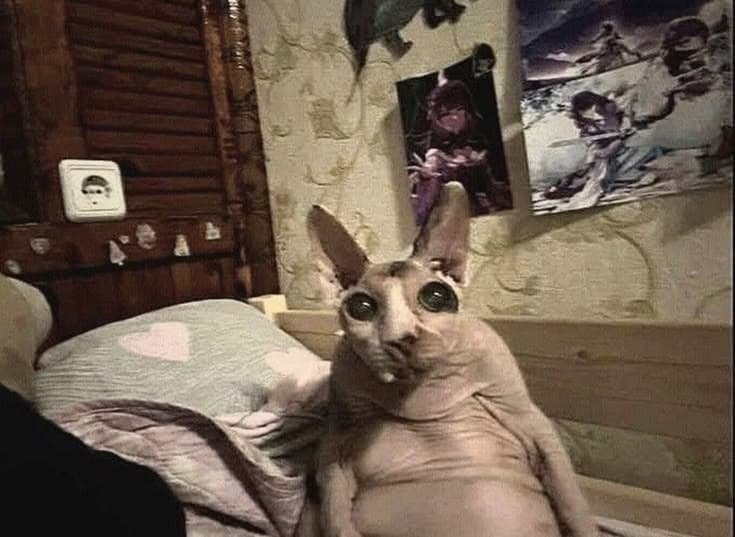 kingflopVIII's tweet photo. My fav animal pics lately https://t.co/xZtZoSHpUN