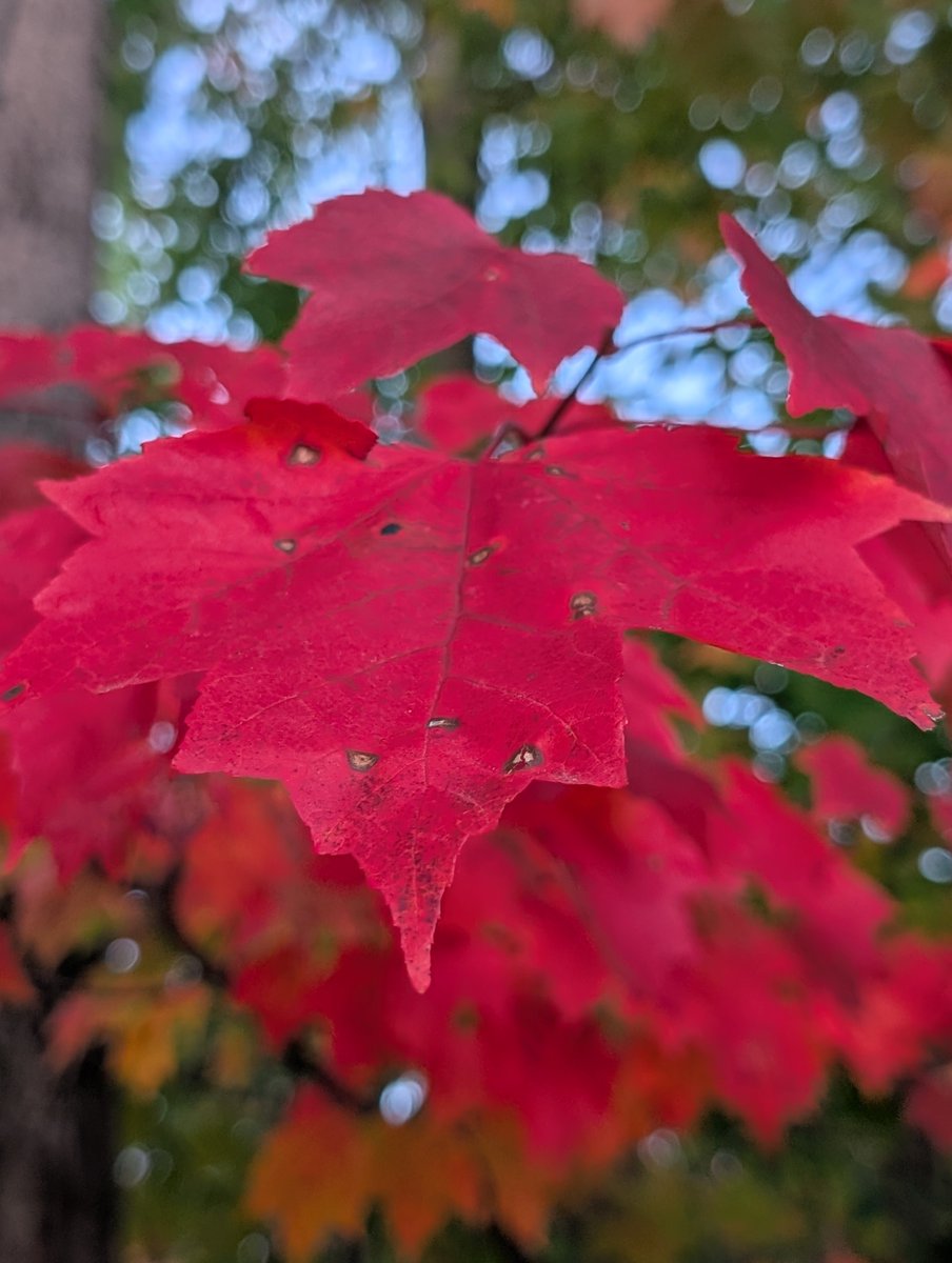 Grampa1950's tweet photo. Bold | Bright | Impossible to ignore
Theme: Red Let's see yours โฅ๏ธโฅ๏ธ๐ https://t.co/jPnCmSIEZo