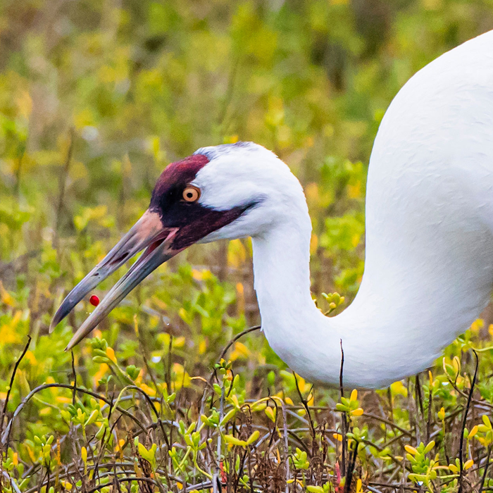 Texas’ rare whooping cranes keep making a comeback

More than 500 whooping cranes have now been recorded for more than nine straight years on the texas coast, a