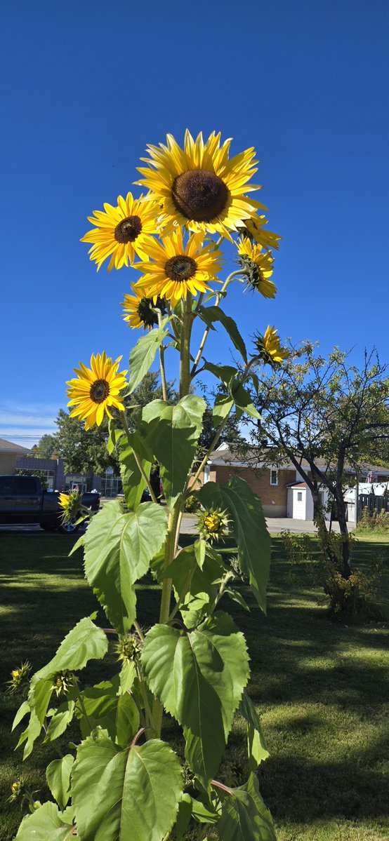 yann_navaros's tweet photo. My sunflower is truly impressive! What a beautiful creation of Mother Nature! π»π»π»
#sunflowers #autumn https://t.co/ZCjA7XoAYV