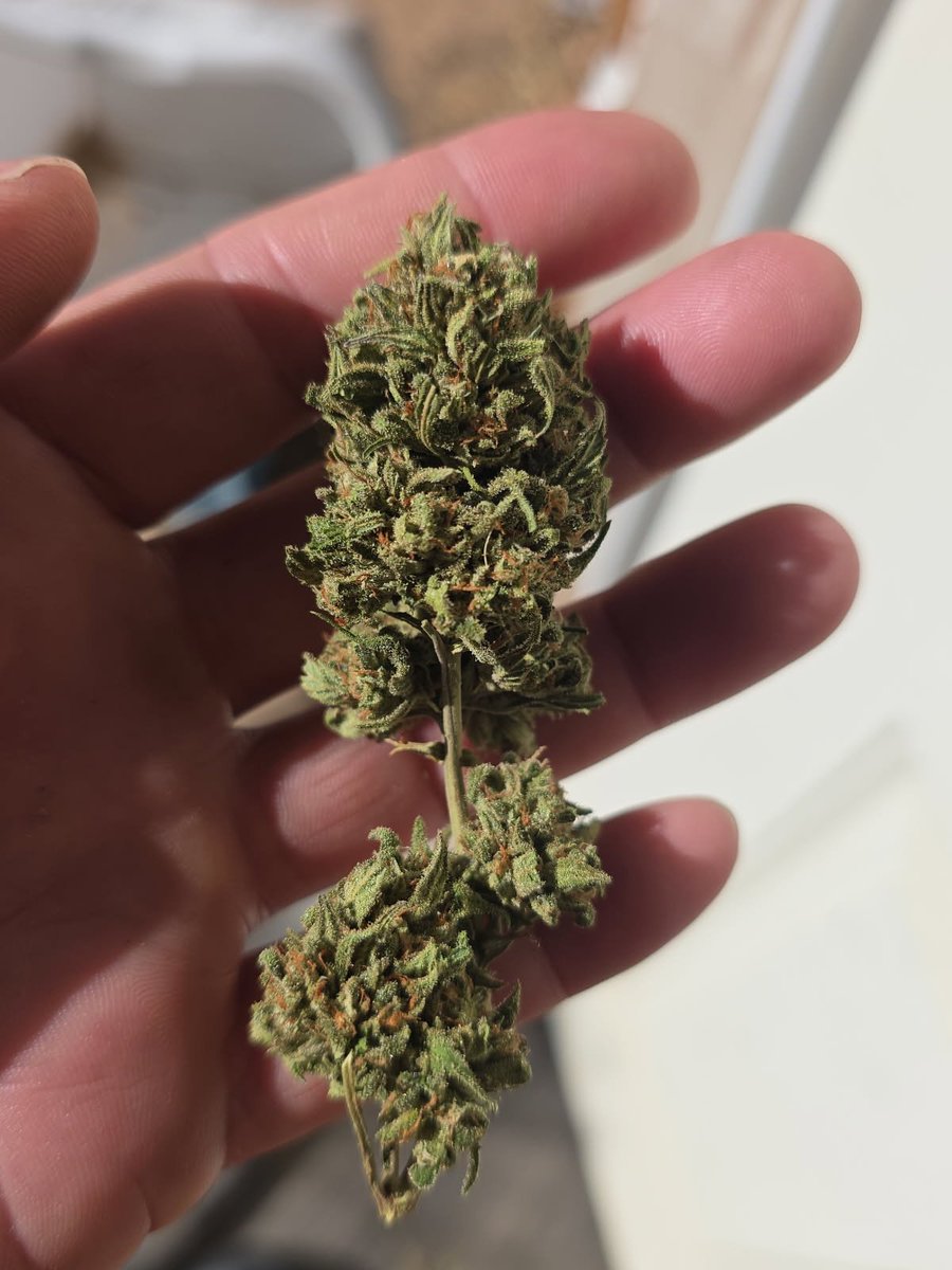 Hellaslump3187's tweet photo. How much would you pay a oz?

Socal.. dont need no hate just say how much you would pay for an oz, it smokes decent all gas og 

#Cannabis #420community #420usa #weed #Marijuana https://t.co/0iDle9Bq1P