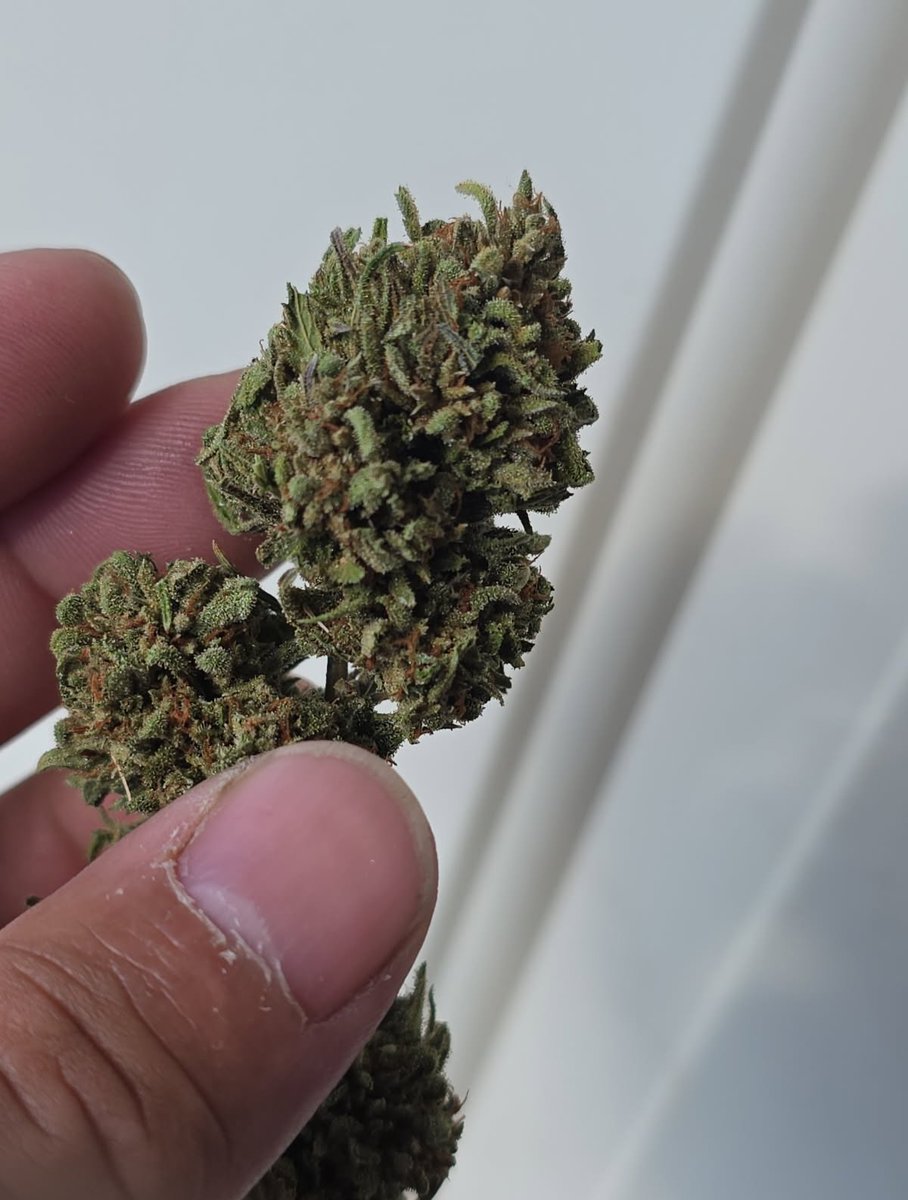 Hellaslump3187's tweet photo. How much would you pay a oz?

Socal.. dont need no hate just say how much you would pay for an oz, it smokes decent all gas og 

#Cannabis #420community #420usa #weed #Marijuana https://t.co/0iDle9Bq1P