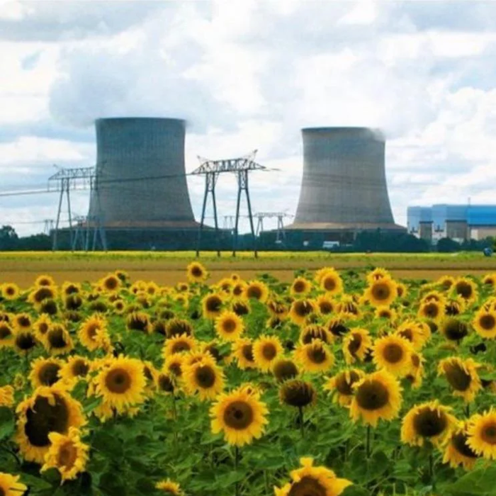 AMAZlNGNATURE's tweet photo. Sunflowers were planted after Chernobyl and Fukushima to help absorb radioactive pollution

After the nuclear disasters at Chernobyl and Fukushima, sunflowers were tested as a natural way to absorb radioactive material from contaminated environments https://t.co/P8hHXan5eU