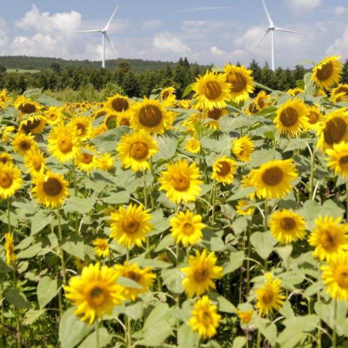 Sunflowers were planted after Chernobyl and Fukushima to help absorb radioactive pollution

After the nuclear disasters at Chernobyl and Fukushima, sunflowers w