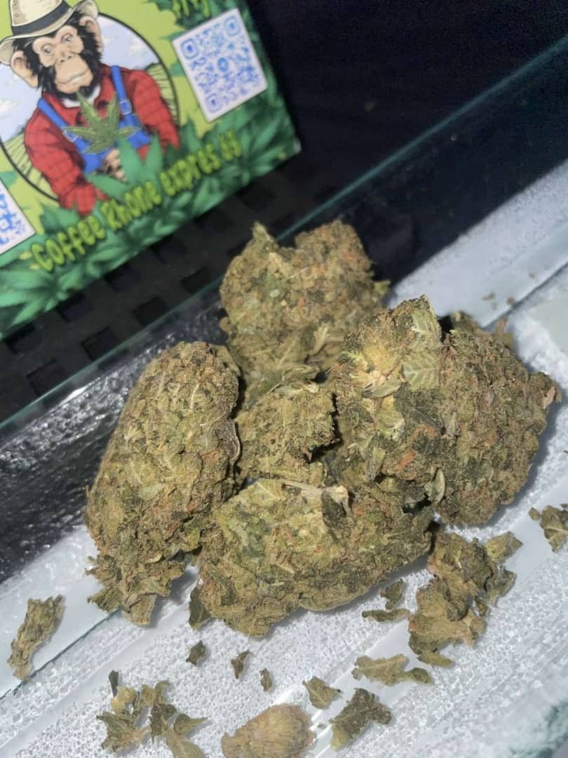 weedcalicoc's tweet photo. @dispos_h24 = telegram 
#weed #shit #Paris #Pointivy #Toulouse #Bordeaux #Marseille #Rennes #Ploërmel #Lille #Saintes #Avignon #Rouen #Arcachon #Morlaix #Libourne #poitiers #Dijon #Bastia #Brest #Angers #Paimpol https://t.co/H9d7SuTTx7