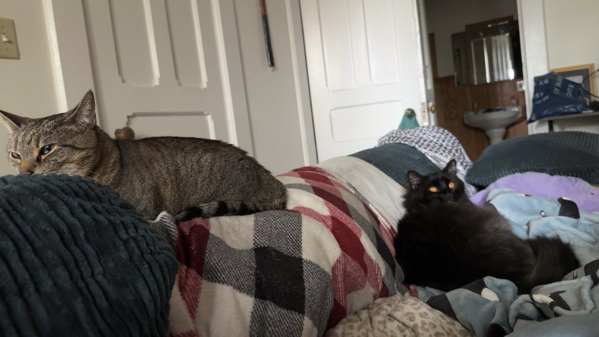 Sol_and_Yui's tweet photo. haven’t posted in a minute. the cats are still the cutest :) https://t.co/kztQ6UF3cC
