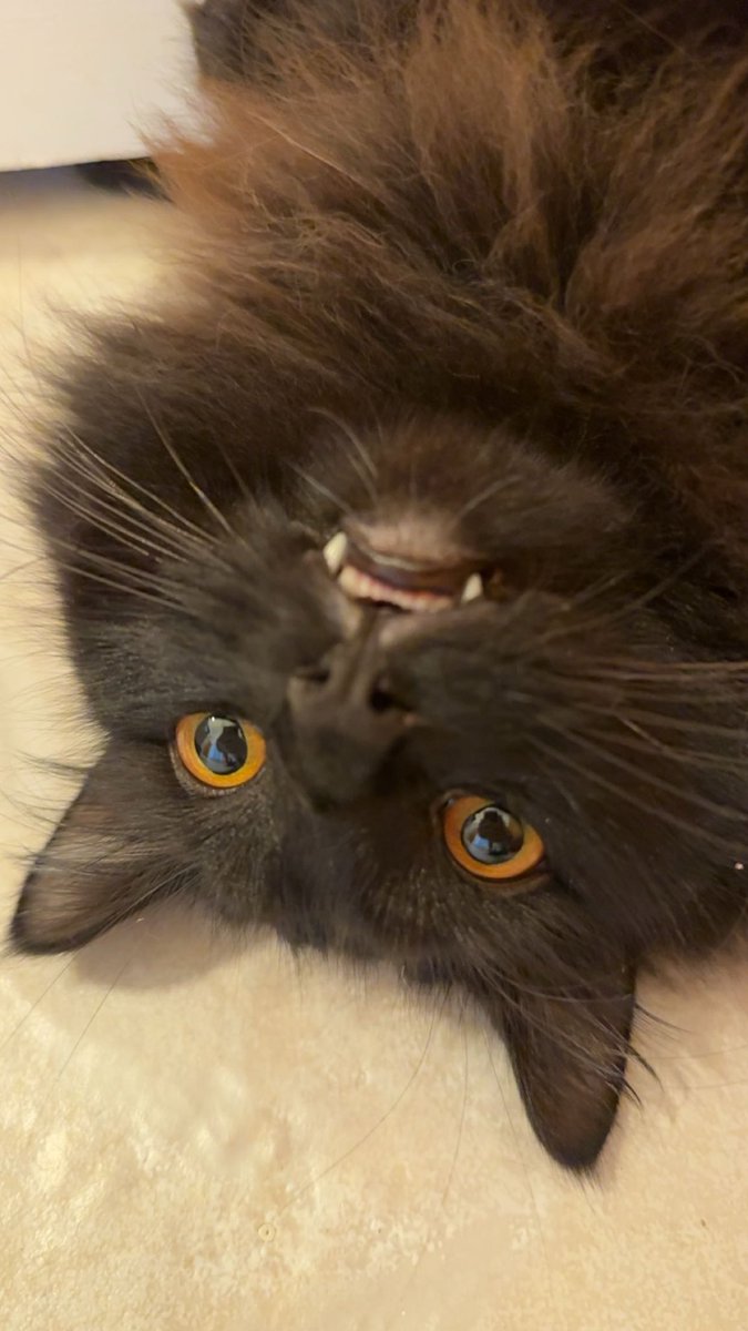 Sol_and_Yui's tweet photo. haven’t posted in a minute. the cats are still the cutest :) https://t.co/kztQ6UF3cC