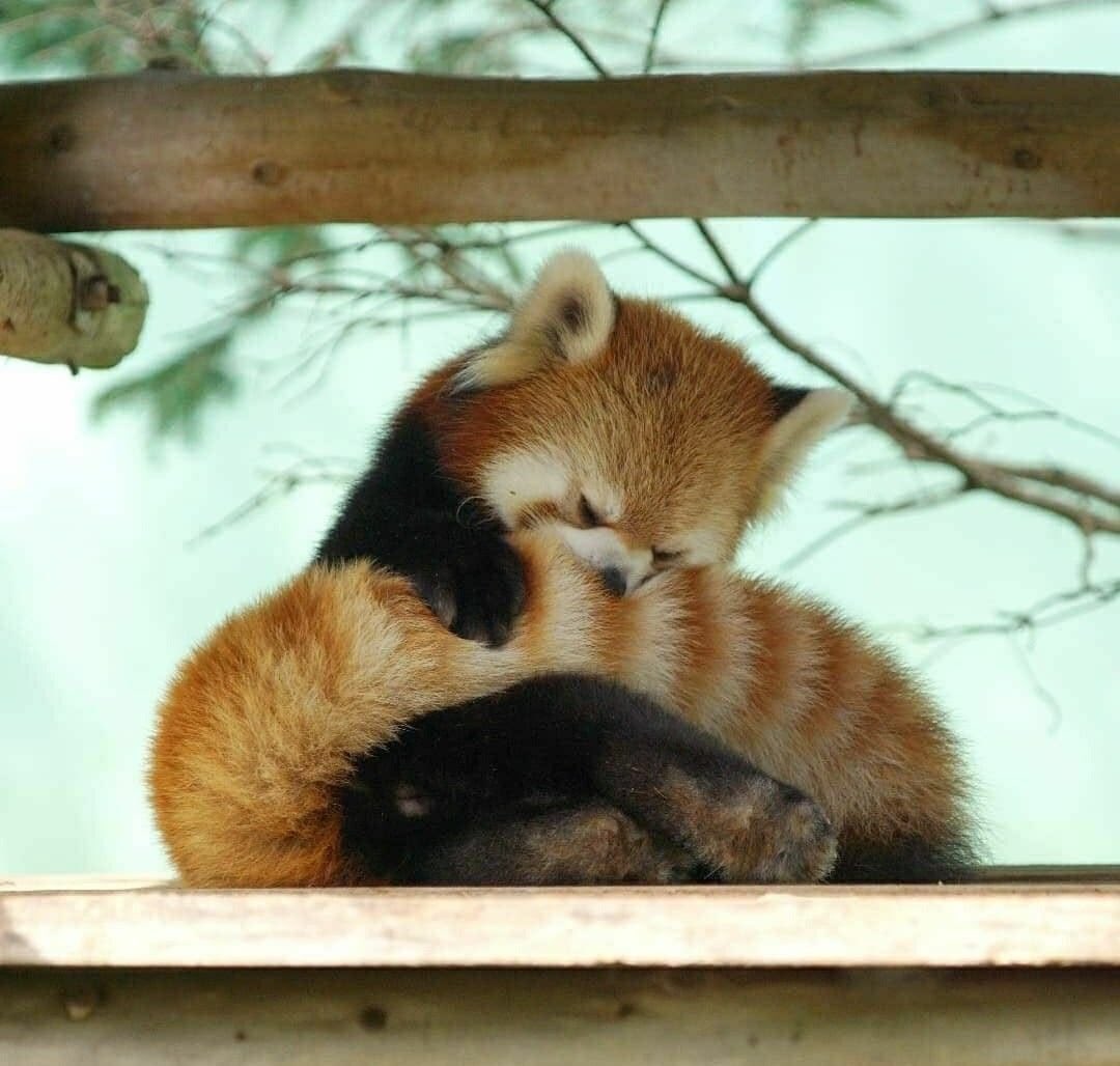 nerdyverz's tweet photo. a red panda holding its tail https://t.co/5lxn0dcBnQ
