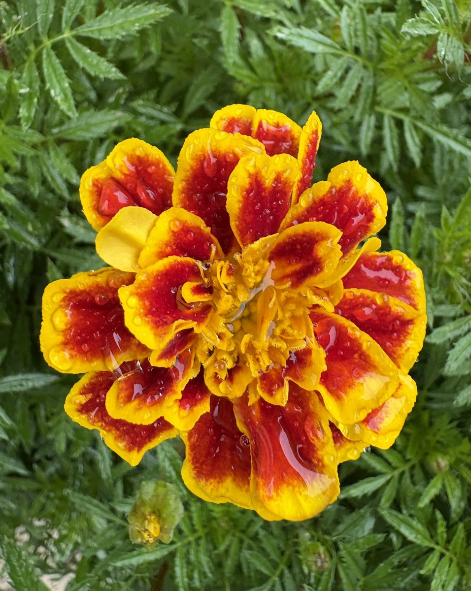 suishinan's tweet photo. 三十四日間、雨の朝。

それでも花は、
赤く、金色に燃えていた。

雨に濡れてなお、
消えない小さな太陽。

校庭の花壇で見つけた、ひとひらの炎。

雨の日には、
雨の日にしか見えない美しさがある。

#太陽 https://t.co/2la6v1EVVK