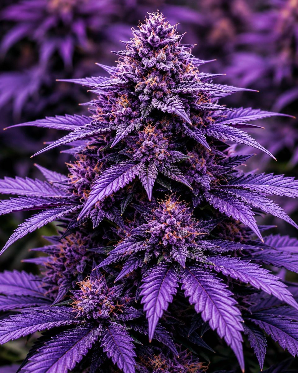 CannaCollectbk tweet picture