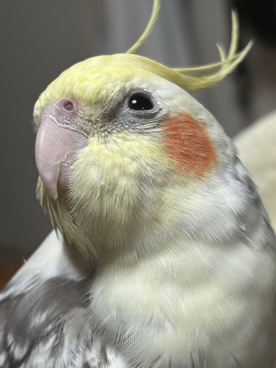 yp3s87's tweet photo. #迷い鳥　
#迷いインコ
#オカメインコ

オカメインコを探しています。9月30日8：00に大阪府でオカメインコが外に逃げたしてしまいました。歌を歌います。ごまちゃんと自分で名前を話します見かけた方、保護されてる方いましたら情報協力お願い致します。
名前
【ごまちゃん】 https://t.co/ow7OBl9qnG