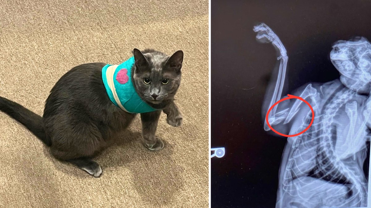 ForTheLoveAlex's tweet photo. CAT-ASTROPHE- Urgent help needed! 🙏 🐈⬛ Smokey broke his leg and needs surgery ASAP. Please donate to help him heal: https://t.co/v9ZOECo6rt #fortheloveofalex #nonprofit #cat #charity #catoftheday #gatos #tabbycat #donate #helpingothers #veterinarymedicine #catloversclub #meow https://t.co/KGkcCTuuKN