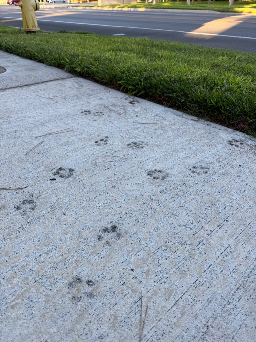 Michelle_6nnf's tweet photo. Who is it! Who left behind permanent evidence of their crime on the freshly laid concrete! 🐾🫣 https://t.co/sh2UD6IuAi