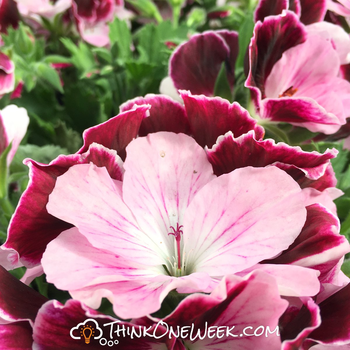 thinkoneweek's tweet photo. Quel est ton but dans la vie? Pour quoi vis-tu? Pensez une semaine à votre vie. votre avenir. ··· What is your goal in life? What do you live for? Think about your life. your future for a week. https://t.co/TBFosalwzA #thinkoneweek #why #meaning #purpose #think https://t.co/4g5wr0AUaG