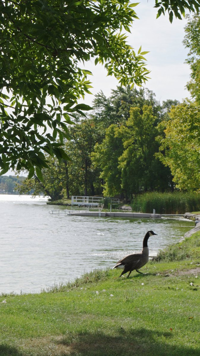 inTECHsity's tweet photo. One reason I think going out and taking photos or videos is magic... Many times I'll be out and these serendipitous moments take place, like the universe thanking you for noticing.

Take this photogenic goose for example. it just came back from a swim in the lake and was drying off in the warm early fall sun.  It stayed for a while as I captured a few different photos.  It may be small, but I am grateful.