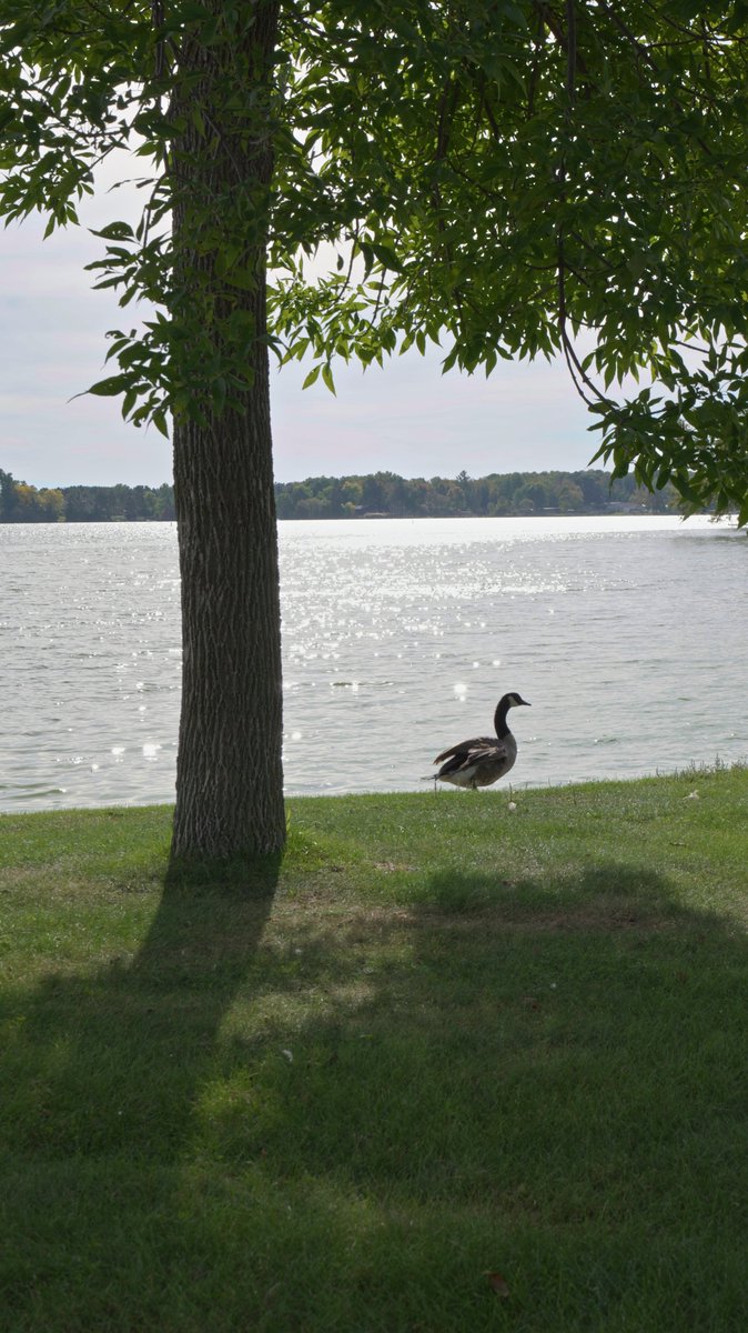 inTECHsity's tweet photo. One reason I think going out and taking photos or videos is magic... Many times I'll be out and these serendipitous moments take place, like the universe thanking you for noticing.

Take this photogenic goose for example. it just came back from a swim in the lake and was drying off in the warm early fall sun.  It stayed for a while as I captured a few different photos.  It may be small, but I am grateful.