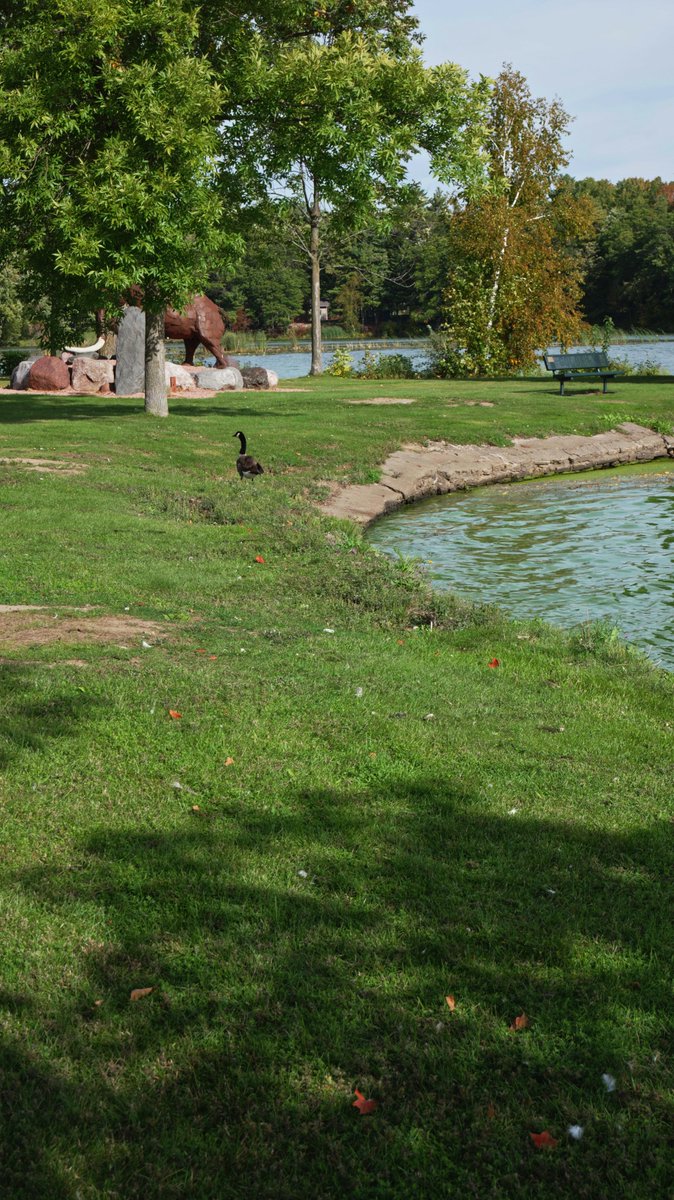 inTECHsity's tweet photo. One reason I think going out and taking photos or videos is magic... Many times I'll be out and these serendipitous moments take place, like the universe thanking you for noticing.

Take this photogenic goose for example. it just came back from a swim in the lake and was drying off in the warm early fall sun.  It stayed for a while as I captured a few different photos.  It may be small, but I am grateful.