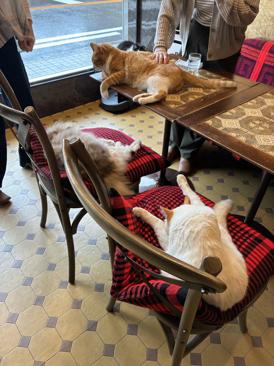 nekobuneko's tweet photo. これが通常運転
ネコハラ喫茶店☕︎ https://t.co/qdJzsiIbGJ