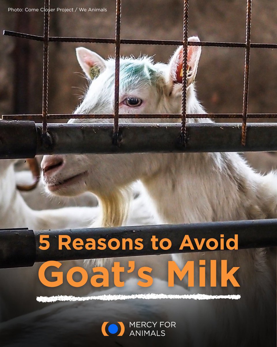 MercyForAnimals's tweet photo. What’s wrong with goat’s milk? 🐐🥛

Just like cows used for dairy, goats can face a cycle of exploitation:

Learn the top 5 reasons to avoid goat's milk here: https://t.co/AqmHX9Pmxu https://t.co/LqhE9zYXUE