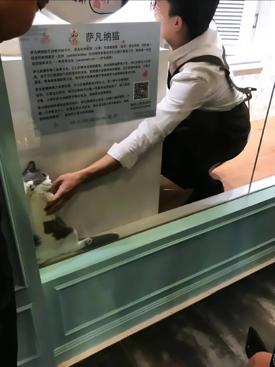 BestOfMeow's tweet photo. Nooooooooooo https://t.co/IUeTMEI4ZE