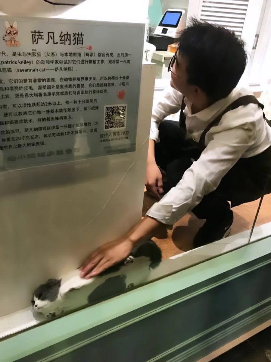 BestOfMeow's tweet photo. Nooooooooooo https://t.co/IUeTMEI4ZE