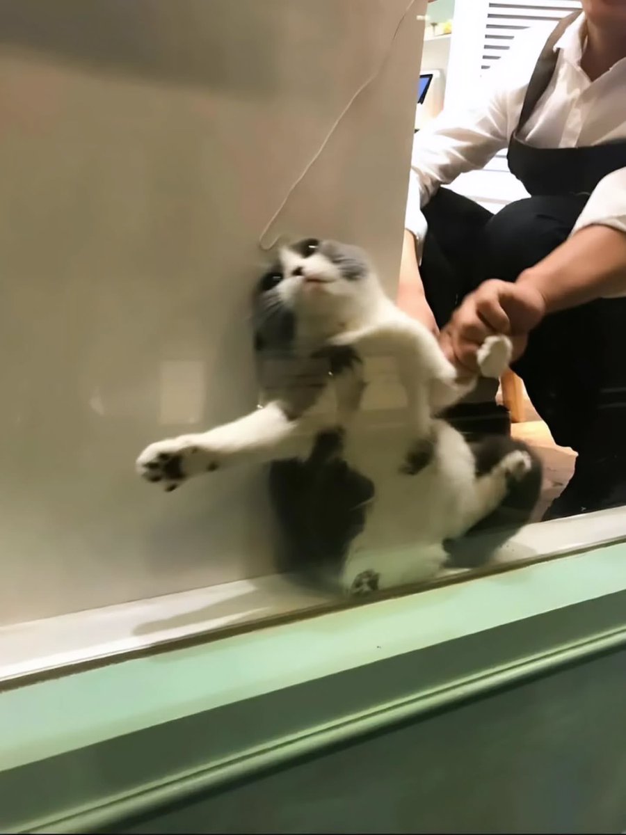 BestOfMeow's tweet photo. Nooooooooooo https://t.co/IUeTMEI4ZE