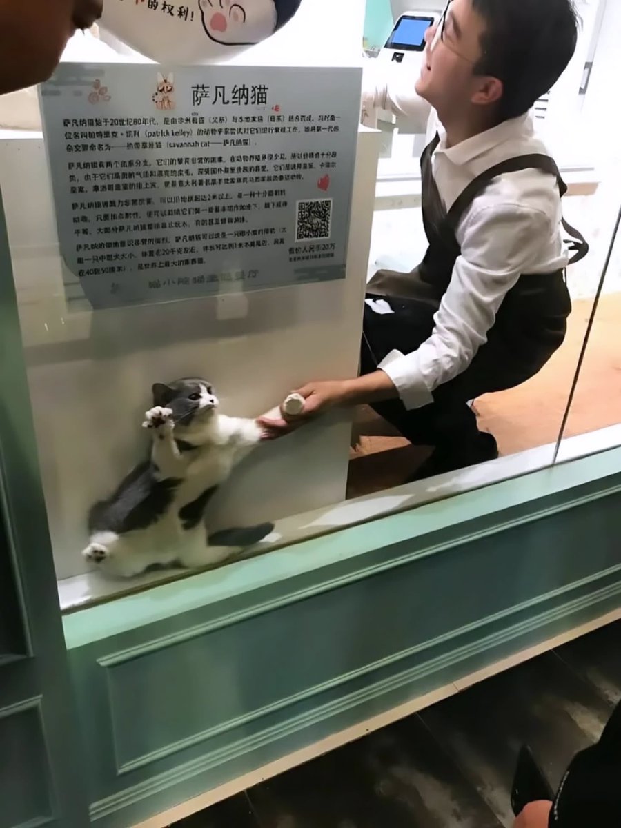 BestOfMeow's tweet photo. Nooooooooooo https://t.co/IUeTMEI4ZE