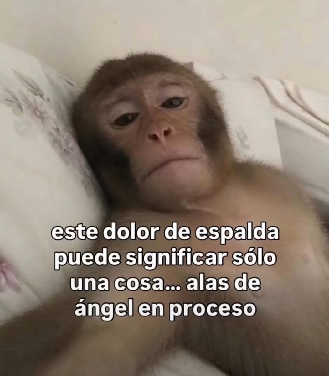nacional_memes's tweet photo. 🐱 https://t.co/qdAq4VzaRL