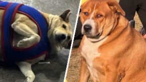 Cooperativa's tweet photo. [Fotos] Concurso de perros gordos causa furor en redes sociales y se puede votar por Instagram. Paradójicamente, al favorito lo tienen a dieta: https://t.co/HmBYOF8uWh https://t.co/1LydMt6Z65