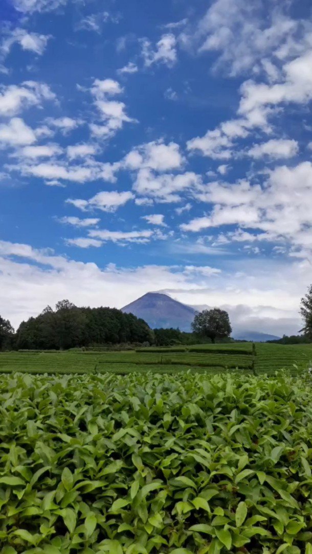 wander_cloud's tweet photo. 大淵笹場

#mtfuji
#fujisan
#mysky
#abovemeonlysky
#everydayisawindingroad
#ontheroadagain
#tankensurujapan
#localguides https://t.co/lxvBhxccsi