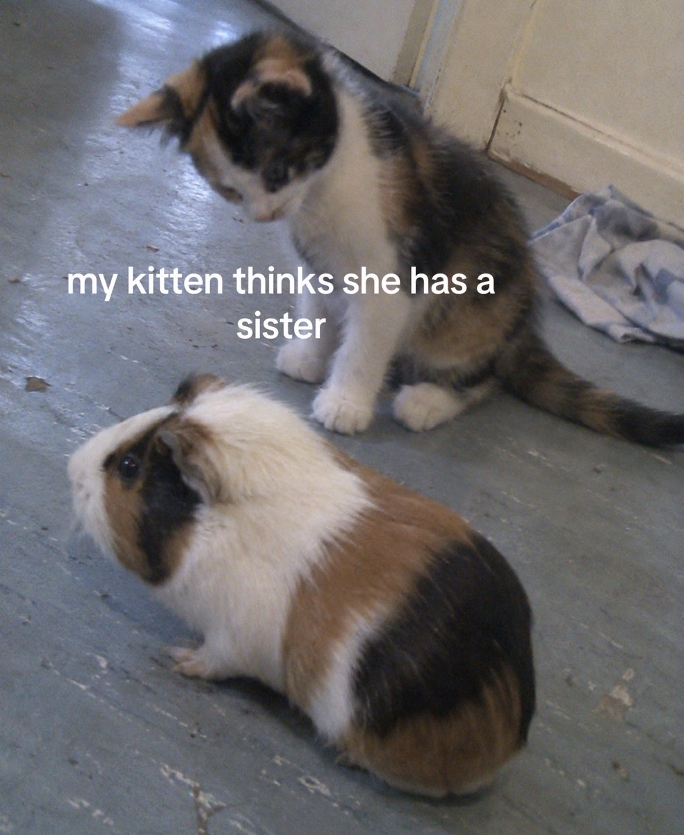hardcatmemes's tweet photo. https://t.co/j4hlIYy1jD