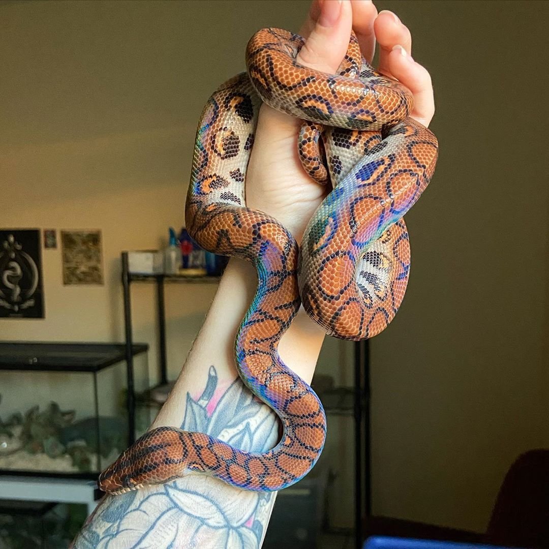 bringheeseun's tweet photo. Qual animal de estimação o Jake vai te dar de presente de acordo com a % da sua bateria:

1 - 25%: O primeiro
26 - 50%: O segundo
51 - 75%: O terceiro
76 - 100%: O quarto

BELIFT END EXTREME SCHEDULING
​#ENHYPEN_DeservesProperRest
#BoycottHYBE_HumanityOverProfit https://t.co/0VSc9ZM2xb