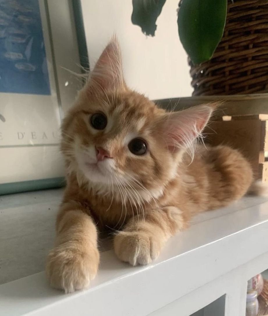 bringheeseun's tweet photo. Qual animal de estimação o Jake vai te dar de presente de acordo com a % da sua bateria:

1 - 25%: O primeiro
26 - 50%: O segundo
51 - 75%: O terceiro
76 - 100%: O quarto

BELIFT END EXTREME SCHEDULING
​#ENHYPEN_DeservesProperRest
#BoycottHYBE_HumanityOverProfit https://t.co/0VSc9ZM2xb