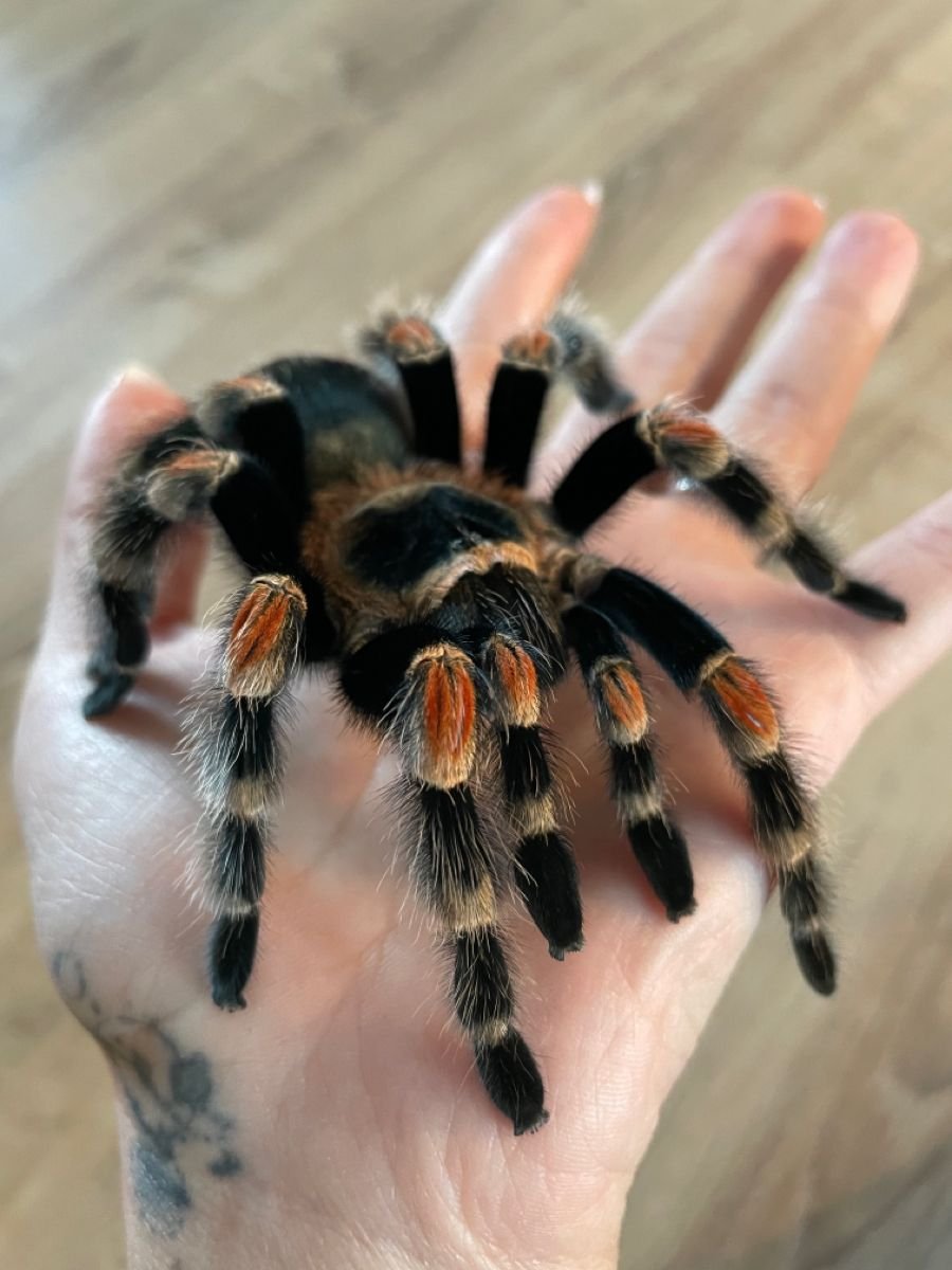 bringheeseun's tweet photo. Qual animal de estimação o Jake vai te dar de presente de acordo com a % da sua bateria:

1 - 25%: O primeiro
26 - 50%: O segundo
51 - 75%: O terceiro
76 - 100%: O quarto

BELIFT END EXTREME SCHEDULING
​#ENHYPEN_DeservesProperRest
#BoycottHYBE_HumanityOverProfit https://t.co/0VSc9ZM2xb