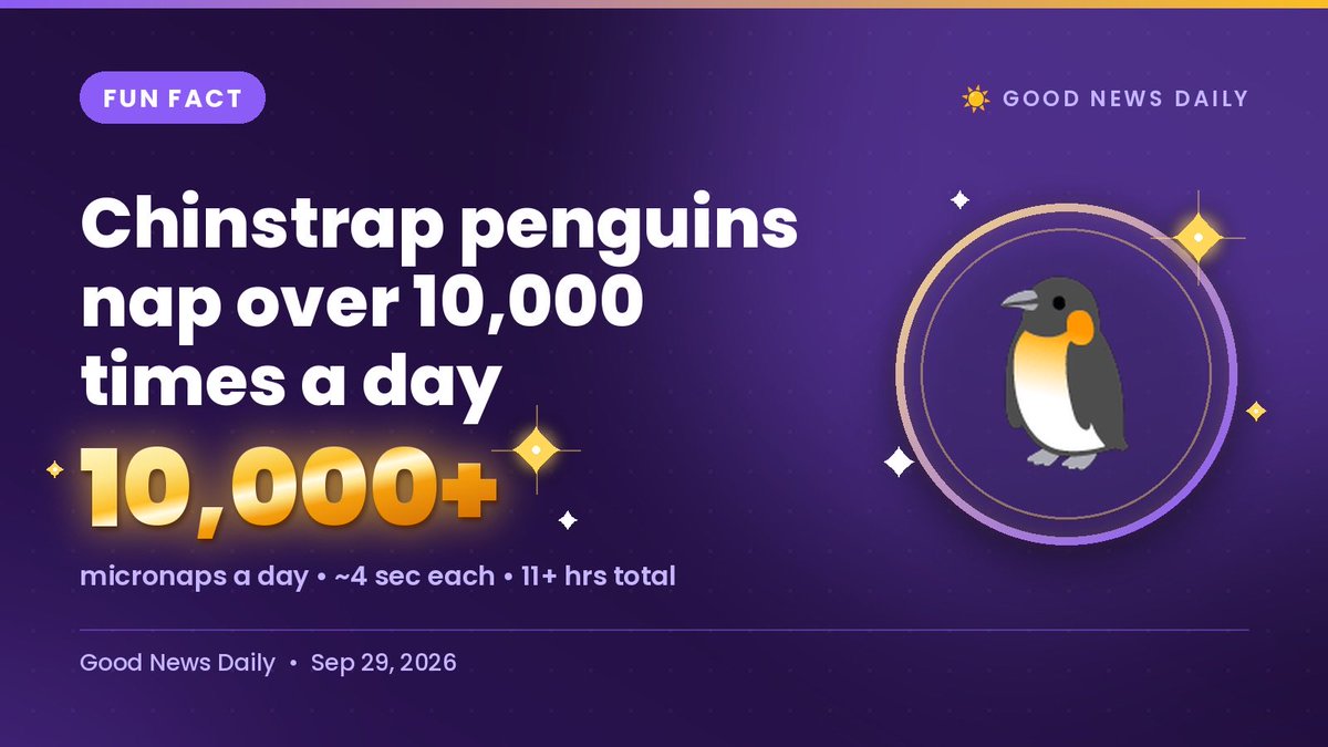 GoodNewsDailySW's tweet photo. 💭 Ha! I think I do this but not as much.

🐧 Chinstrap penguins nap over 10,000 times a day

About 4 seconds each—and still get 11+ hours of sleep (Science). Professional micronappers. Impressed?

https://t.co/4PQjXGXDh6 https://t.co/TChWCektCj