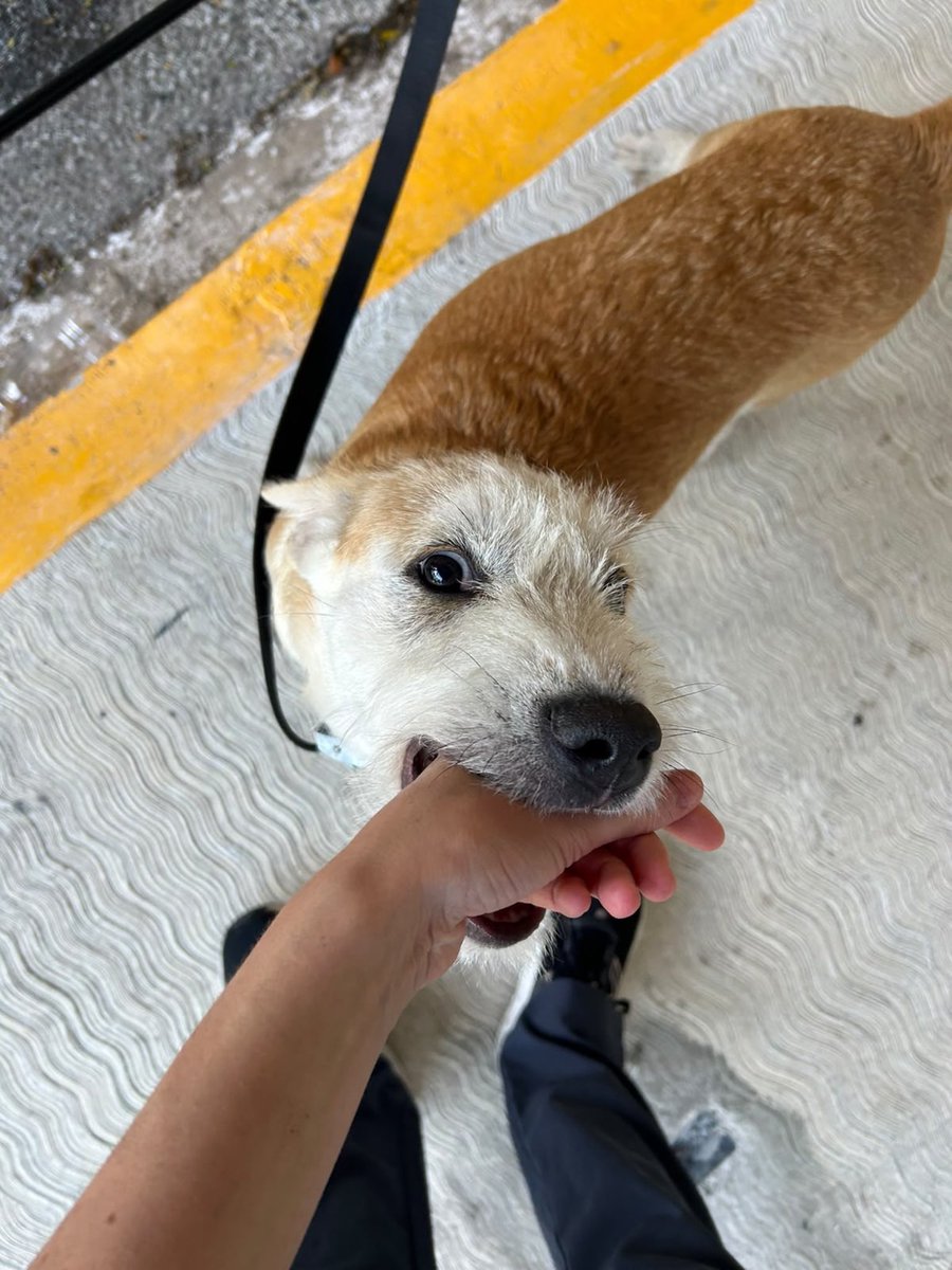 TlalpanVecinos's tweet photo. 🐶 Perrito encontrado en la UIC

Este perrito llegó desde temprano y se encuentra resguardado, ya que porta correa. Por su comportamiento dócil y apariencia joven, se presume que podría haberse extraviado en la zona.

📍 Se encuentra en Puerta 1 de la UIC, a un costado de la gasolinera Leo.

Si lo reconoces o conoces a sus dueños, puedes comunicarte vía WhatsApp al 56 1097 2094.

🙏 Ayúdanos a compartir para encontrar a su familia.
